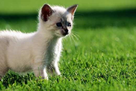 Beautiful Cats-37