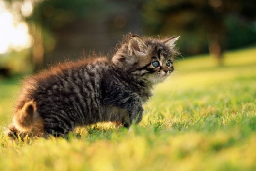 Beautiful Cats-20