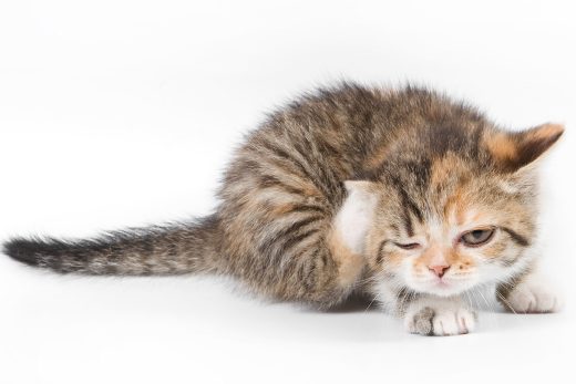 Beautiful Cats-5