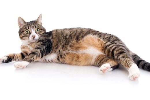 Beautiful Cats-4