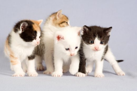 Beautiful Cats-2