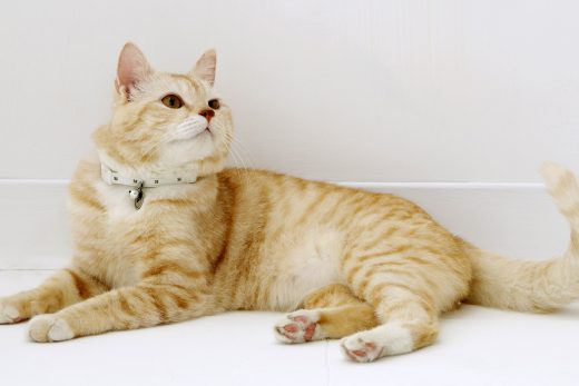 Beautiful Cats-10