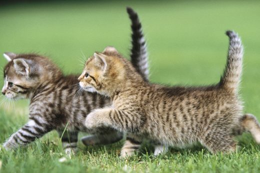 Beautiful Cats-11