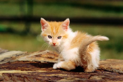 Beautiful Cats-38
