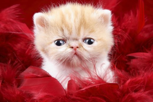 Beautiful Cats-18