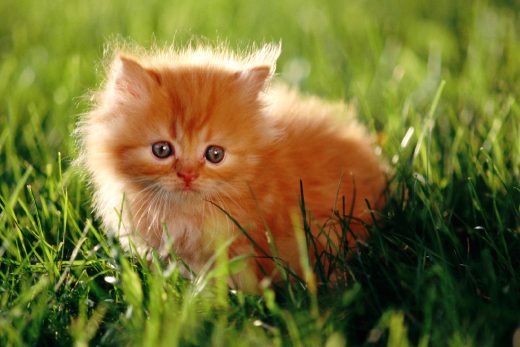 Beautiful Cats-35
