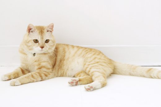Beautiful Cats-49