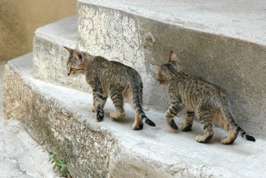 Beautiful Cats-44