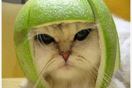 Funny Cat