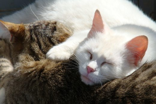 Beautiful Cats-28