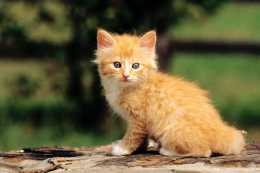 Beautiful Cats-36