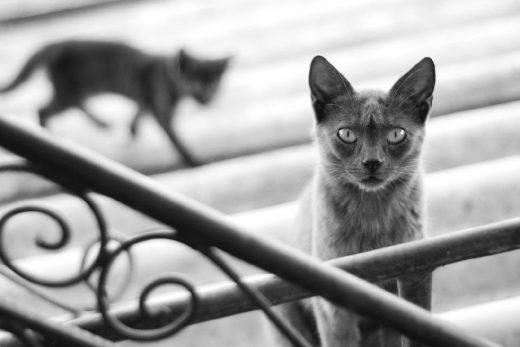 Beautiful Cats-23