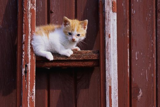 Beautiful Cats-39