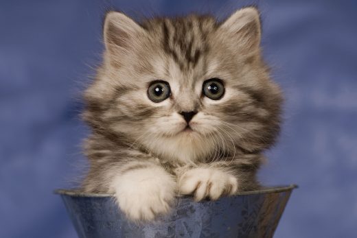 Beautiful Cats-47