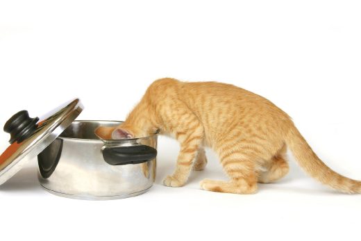 Beautiful Cats-45