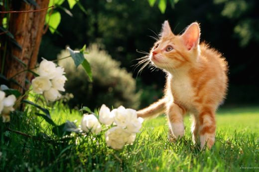 Beautiful Cats-22