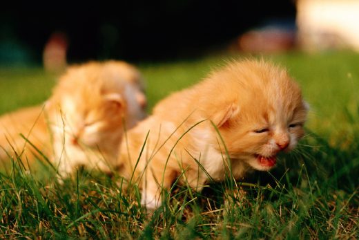 Beautiful Cats-32