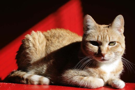 Beautiful Cats-8