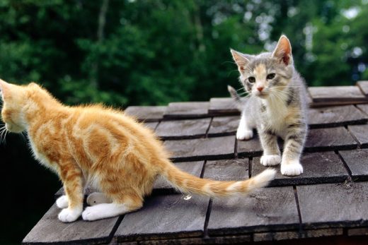 Beautiful Cats-29
