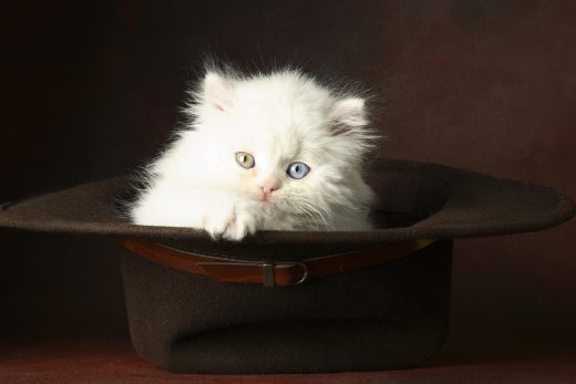 Beautiful Cats-3