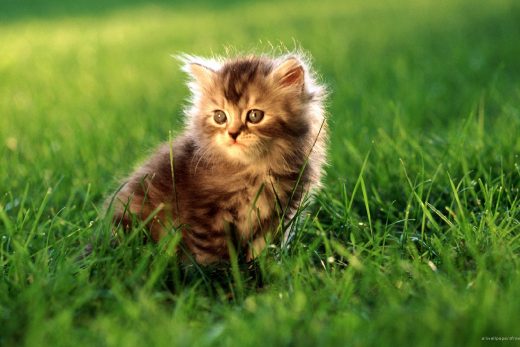 Beautiful Cats-33