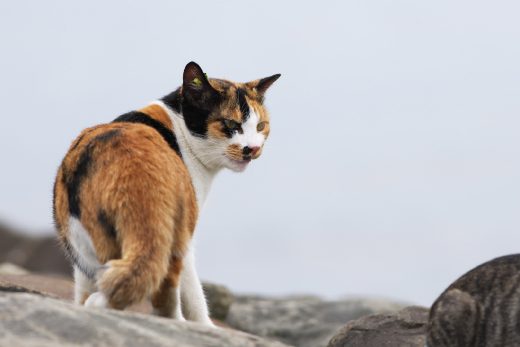 Beautiful Cats-48