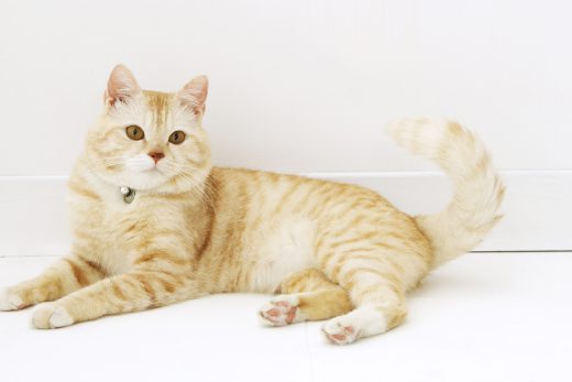 Beautiful Cats-50