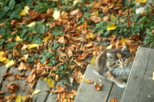 Beautiful Cats-30