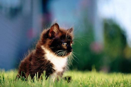 Beautiful Cats-24