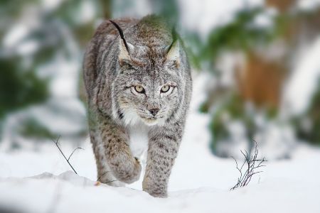 Lynx Wallpaper 3