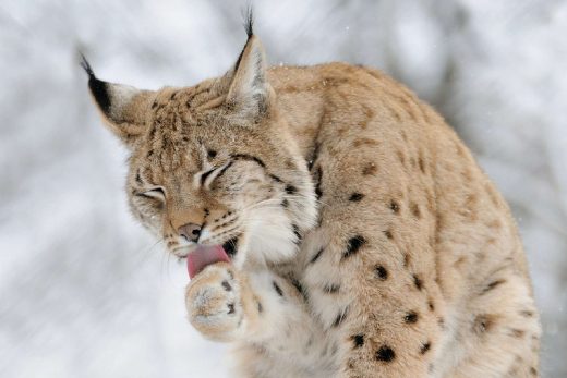 Lynx Wallpaper 15