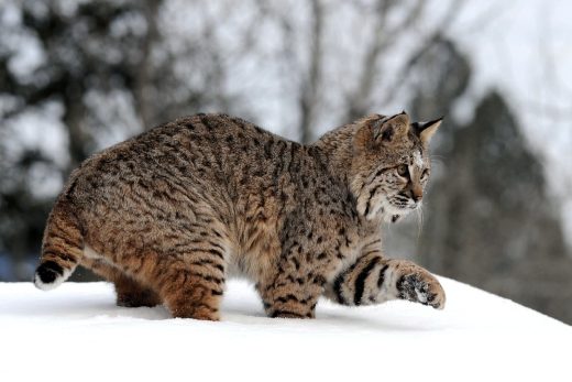 Lynx Wallpaper 12