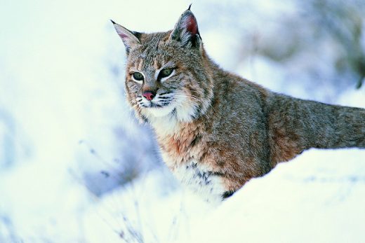 Lynx Wallpaper 16
