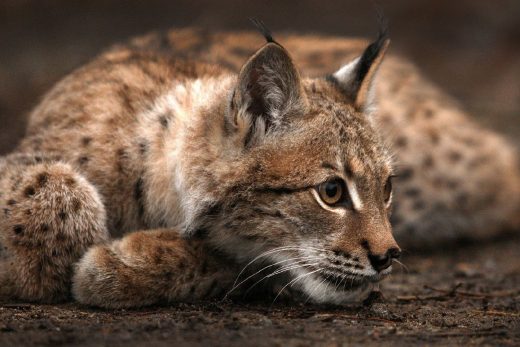 Lynx Wallpaper 21