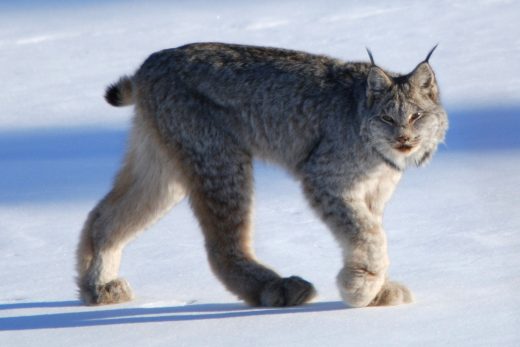 Lynx Wallpaper 7