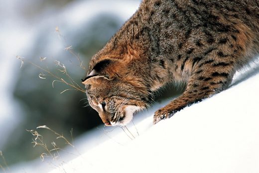Lynx Wallpaper 19