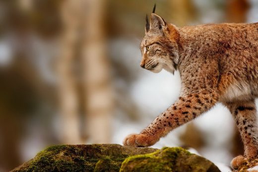 Lynx Wallpaper 14