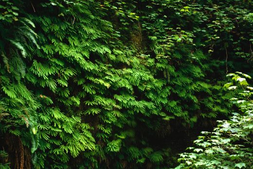 Nature Panorama-2