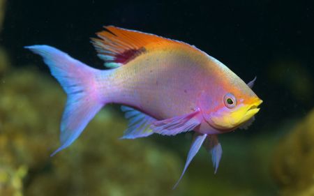 Under Sea-24