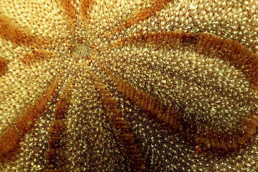 Under Sea-8