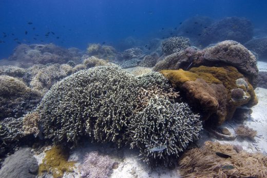 Under Sea-27
