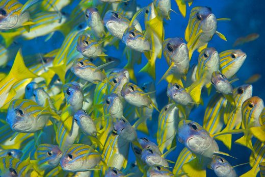 Under Sea-5