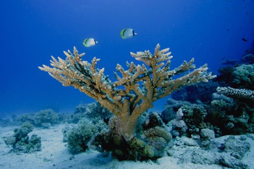 Under Sea-11