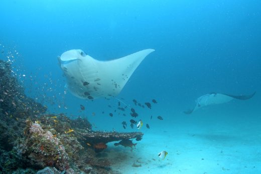 Under Sea-13