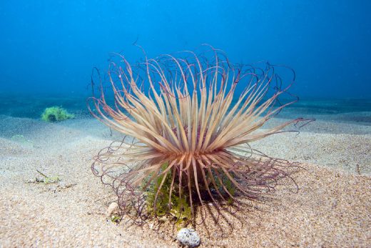 Under Sea-1