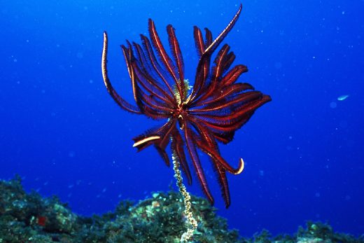 Under Sea-31