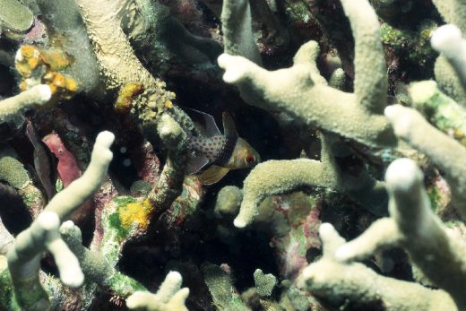 Under Sea-15
