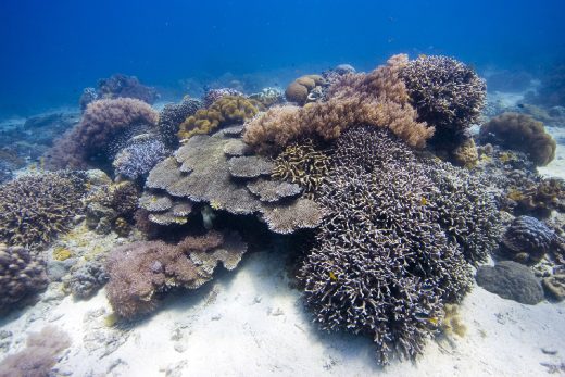 Under Sea-38