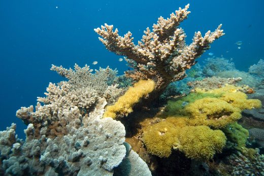 Under Sea-20
