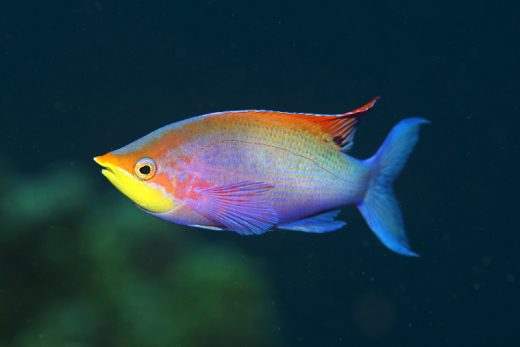 Under Sea-7